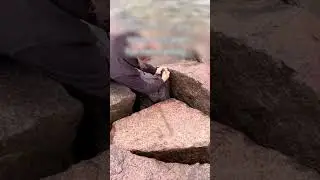 Люди думали, что дикий гусь пытается их укусить, когда на самом деле он просил помощи