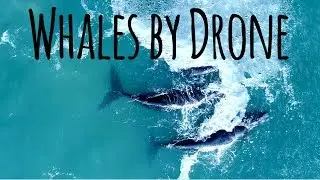 The Whales of Hermanus - 4K Drone Video