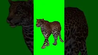 TIGER 🐯 GREEN SCREEN  CHARACTERS [TIGER  WALKING]ANIMAL CARTOON  CHARACTERS NO COPYRIGHT 