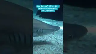 Sharks have black, “lifeless” eyes. 