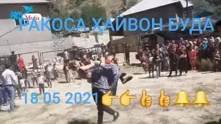 РАКОСА ҲАЙВОН БДАЙ БАЧОРА ДЕВОНА КАРД 16 05 2021