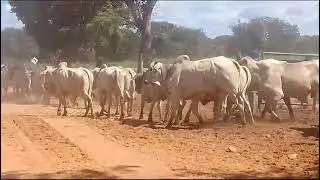 MANEJO DE BOIS, COM A ALTA NOS PREÇOS QUANTO VALE UMA BOIADA DESSAS?