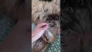 Далада
