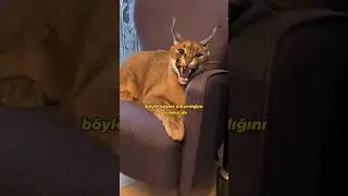 Dünyanın En Vahşi Kedisi... 😼 