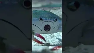 Краб-шпион и самый сильный удар океана!