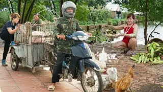 Happy Days, Sell Pigs After 120 Days of Care - Harvest Corn Goes to the Market Sell | Free New Life