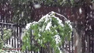 Майский снег.