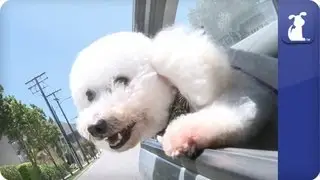 Doglopedia - Bichon Frisé