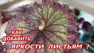 ЧЕМ ПОЛИТЬ 🌺 Бегонии ДЛЯ ЯРКОСТИ ЛИСТЬЕВ ?