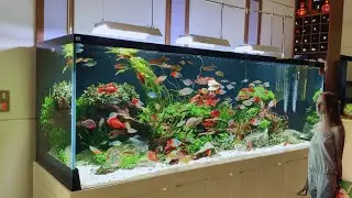 Dive into the Mesmerizing Rainbow Fish Tank - Radiant Aquatic Beauty