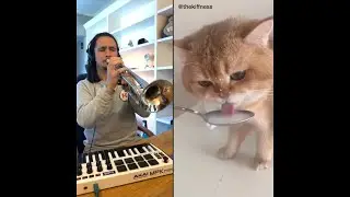 The Kiffness X NumNum Cat (Live Looping Balkan Remix)