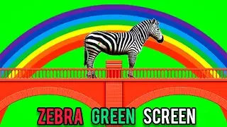 Zebra green screen animation video