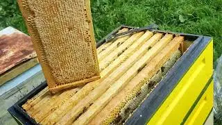 Снимаю июльский мёд