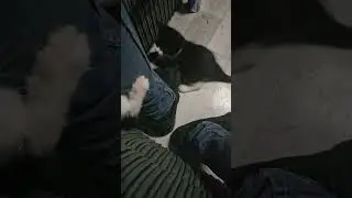 Kittens at play...
