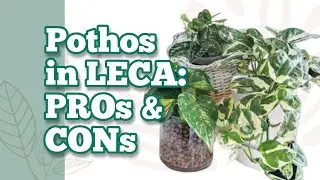 POTHOS in LECA: PROS & CONS (experimenting with semi hydroponics + house plants) |