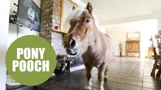 Shetland pony thinks it's a dog