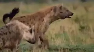 Yalnız Aslan ve Sırtlanlar | Sonrası ?