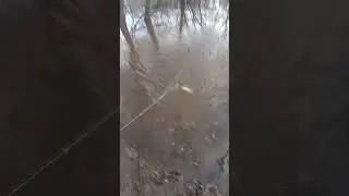 рыбалка на сеть дорожку! сеть мандавошка! щучка на сеть! как поставить сеть с берега?! 