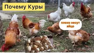 Чем кормить кур для увеличения яйценоскости//Содержание кур несушек осенью