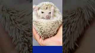 Cutest hedgehog ever 