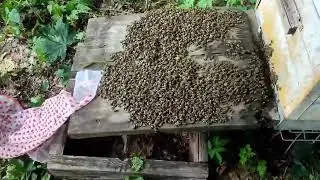 Ройливые злюки (скоро всех переделаю)
