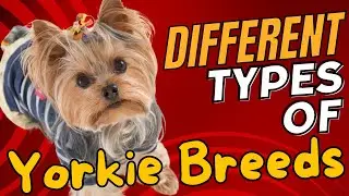 Different Types of Yorkie Breeds 🐾✨