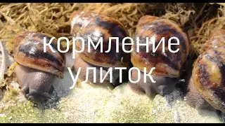 КОРМЛЕНИЕ УЛИТОК/ НОВОЕ НАЗВАНИЕ КАНАЛА