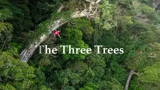 Costa Rica's Disappearing CloudForest