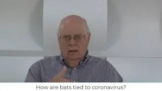 Video 2: How are bats tied to coronavirus?