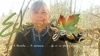 Présentation du Guide Pratique Plantes Sauvages par 