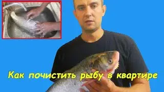 How to clean fish in an apartment