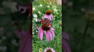 В жару вода в саду всегда 🍀 больше в Инстаграм @irina_bagira_orchids