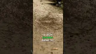 Karıncaların Ölüm Çemberi! 🐜🔄🐜💀
