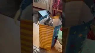 One more gift for all of us)) 
