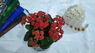 TUSHDA QABRİSTON KO'RSA NİMA BO'LADİ❓ Тушда  кабристон курса нима булади❓