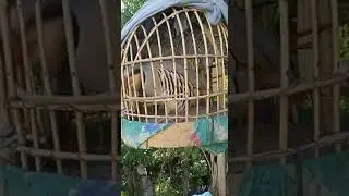 кабки шикори фурущи побанди гарантия 2000см 100141510