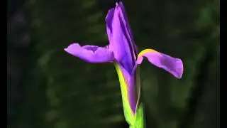 Footage HD video,HD Video Background Animation Video Backgrounds Motion, Backgrounds For Vid 06