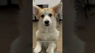 Собака или кошка 