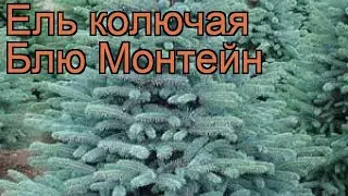Ель колючая Блю Монтейн (picea blue mountain) 🌿 обзор: как сажать, саженцы ели Блю Монтейн