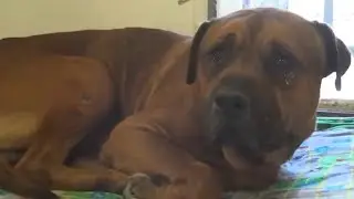 The devoted dog could not stand it and cried after he realized that he had been abandoned