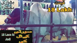 VIP and Khubsurat Bachrey 2019 || 18 Lacs ki Jodi --Expensive Bulls in Karachi 201
