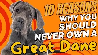 10 Reasons Why You Should NEVER Own a Great Dane🐕‍🦺