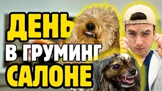 День в груминг-салоне: 