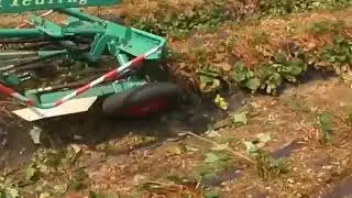 Обрезка побегов клубники