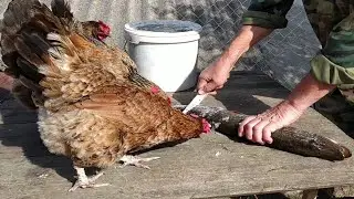САМЫЕ НАГЛЫЕ КУРЫ. ЩУКУ ИЗ РУК ВЫРЫВАЮТ. ПОЧИСТИЛИ НАШУ РЫБУ.