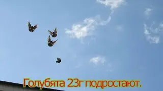 Голубята 23г. подрастают.