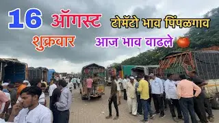आज टोमॅटो भाव वाढले  / 16 ऑगस्ट टोमॅटो भाव पिंपळगाव मार्केट / Pimplgav market tomato rate