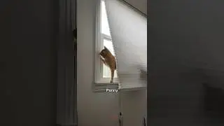 Penny the Ginger Cat House Inspector