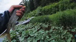 Рыбалка на Хариуса! Летняя РЫБАЛКА! С ночёвкой!