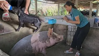 The sow does not accept her babies. Piglets are fed with milk bottles. ( Ep 284 )